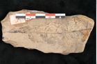 Foto (Detailansicht) von Lomatia pseudoilex  (NHMW-GEO-2024-0188-11440)